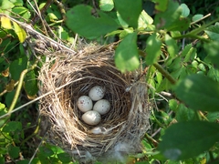 «Гнездовая биология: голоса птиц 