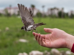«Изучение птиц методом кольцевания» 