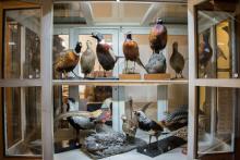 Часть орнитологической коллекции из фондов Зоологического  музея ТГУ