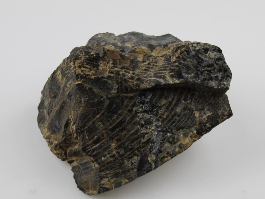 Строматолит Протерозой (PR) — 3.5 млрд лет назад