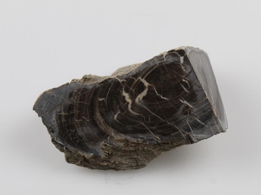 Строматолит известковистый Правый берег р. Ангары Ордовик (О) — 500-450 млн. лет назад